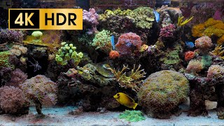 Coral Reef Aquarium  4K HDR 60 fps  no loop [upl. by Lula]