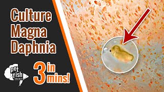 How to culture DAPHNIA MAGNA  The easy way [upl. by Iznek]