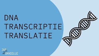 Van DNA naar eiwit transcriptie en translatie [upl. by Marmion44]