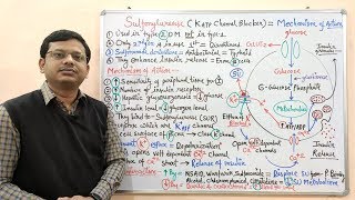 Diabetes Mellitus Part10 Mechanism of Action of Sulfonylurease  Antidiabetic Drugs  Diabetes [upl. by Atiram]