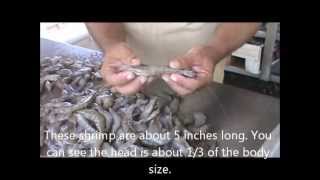 How to Freeze Fresh Caught Shrimp [upl. by Maxfield]