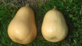 How to Grow Butternut Squash [upl. by Retsof267]