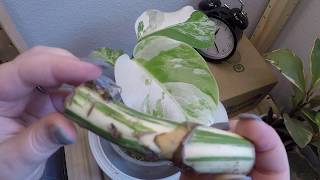 Timelapse Variegated Monstera Easy Propagation with Stem Node CuttingWet Stick [upl. by Arsuy127]