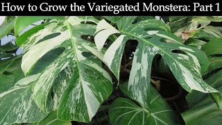 How to Grow the Variegated Monstera Part 1 [upl. by Carrington257]