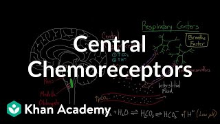 Central chemoreceptors  Respiratory system physiology  NCLEXRN  Khan Academy [upl. by Anelrahs422]