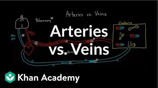 Arteries vs veinswhats the difference  Circulatory system physiology  NCLEXRN  Khan Academy [upl. by Gilead]