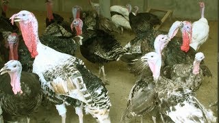 Turkey Bird  Free Range Turkey Farm Best Business Opportunity [upl. by Kezer]