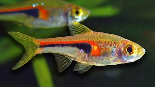 Top 10 Aquarium Fish For Beginners [upl. by Ynned]