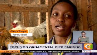 SMART FARM  Focus on ornamental bird farming [upl. by Nauj]