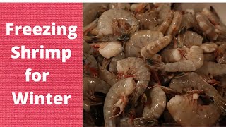 Freezing Fresh Shrimp for the Winter [upl. by Kolosick]