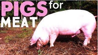 How to Raise Pigs for Meat on the Homestead [upl. by Gilroy]