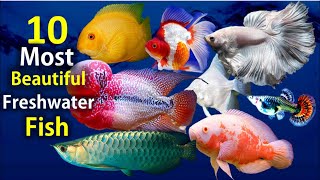 10 Most Beautiful Freshwater Fish for Aquarium [upl. by Flem]