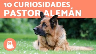 10 CURIOSIDADES DEL PASTOR ALEMÁN [upl. by Lilly]