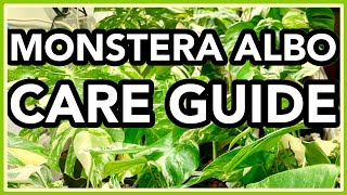 Monstera deliciosa ALBO Variegata COMPLETE Care Guide [upl. by Comfort]