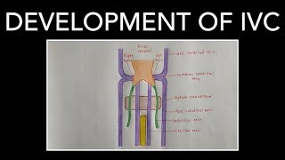 DEVELOPMENT OF INFERIOR VENA CAVA [upl. by Bigot]