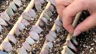 How to Propagate Echeveria succulents from Leaves  Incl Rare Crested form of Ling Snow Ariel 凌雪 [upl. by Eimor]