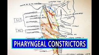 Pharyngeal Constrictors  Pharynx Anatomy [upl. by Panthia]