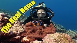 Anemonefish and Clownfish The Real Nemo HD  JONATHAN BIRDS BLUE WORLD [upl. by Dasa934]