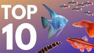 Top 10 Aquarium Fish for Beginners [upl. by Flanna]