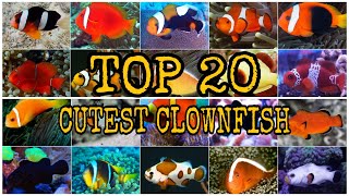 TOP 20 CUTEST CLOWNFISH [upl. by Trofmoc]