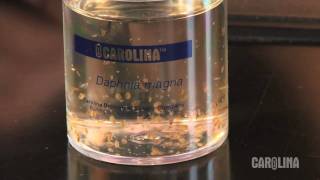 How to Care for Daphnia [upl. by Gavin]