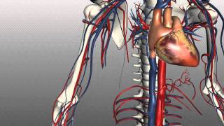 Veins of the body  PART 1  Anatomy Tutorial [upl. by Randie]