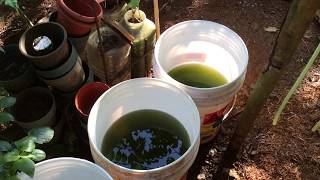 How to grow Green Water Algae [upl. by Zenia]