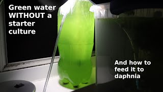 Green Water WITHOUT a Starter Culture  From Scratch  How To [upl. by Anpas]