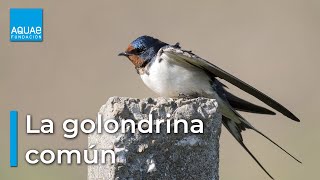 La GOLONDRINA COMÚN una especie que anuncia la PRIMAVERA [upl. by Aufmann]