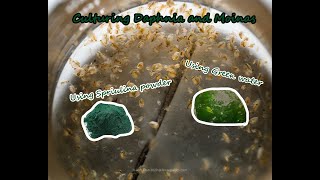 How To Culture Daphnia and Moinas using Green Water Spirulina powder [upl. by Darcie]