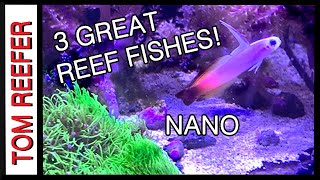 Reef Tank  3 Great Reef Fishes FOR 20 GALLON TANKS [upl. by Honniball]