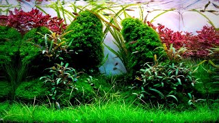 Complete Aquascaping Beginners Guide  Learn ALL The Basics [upl. by Nosreve]