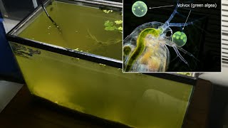 Raising Daphnia for the Freshwater Aquarium [upl. by Annayrb183]