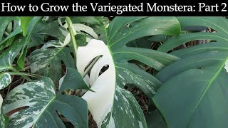 How to Grow the Variegated Monstera Part 2 [upl. by Saerdna595]