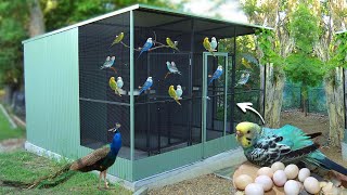 Amazing Parakeet Aviary Breeding  Our parakeets have laid eggs Guide to Breeding Parakeets [upl. by Neelra]