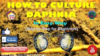 HOW TO CULTURE DAPHNIA In Easy Way [upl. by Ciredor377]