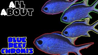 All About The Blue Reef Chromis or Blue Reef Damselfish [upl. by Einolem]